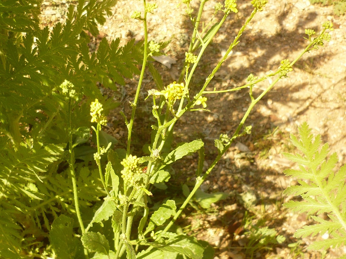 Brassica nigra (Brassicaceae)